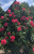 розариум ютерзен - rosarium uetersen розариум ютерзен - rosarium uetersen