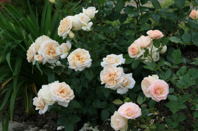 леонс розе / lions rose