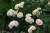 леонс розе / lions rose леонс розе / lions rose