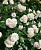 аспирин / aspirin rose