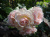 лавли мейян / lovely meilland лавли мейян / lovely meilland