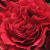 майра ред / майрас ред / mayra’s red майра ред / майрас ред / mayra’s red