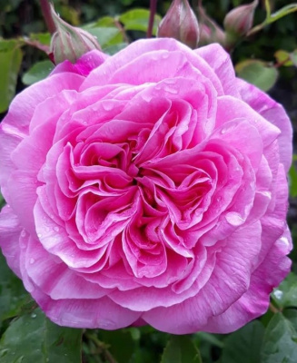 гертруда джекилл / gertrude jekyll