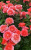 пинк эбунданс - pink abundance пинк эбунданс - pink abundance