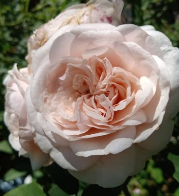клер роуз / claire rose