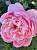 зе алнвик роуз / the alnwick rose