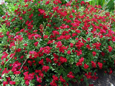 ред каскад / red cascade