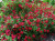 ред каскад / red cascade ред каскад / red cascade