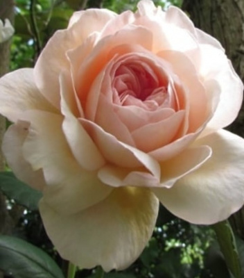 э шропшир лед / a shropshire lad