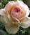 э шропшир лед / a shropshire lad э шропшир лед / a shropshire lad