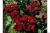 ред сенсейшен / red sensation ред сенсейшен / red sensation
