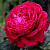 четыре ветра / rose des 4 vents