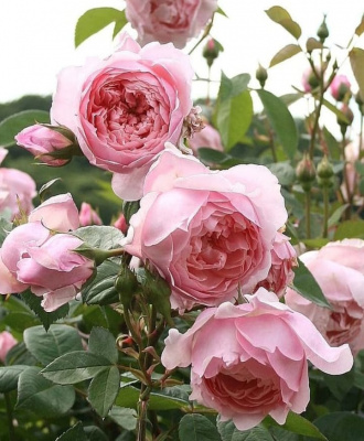 зе алнвик роуз / the alnwick rose