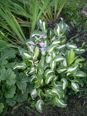 Хоста Ундулата Вариегата / Undulata Mediovariegata