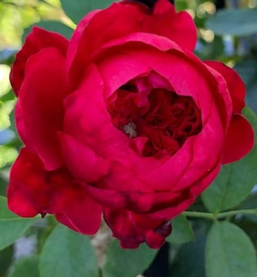 флорентина –  florentina