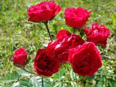 морсдаг – morsdag