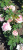 блумсбери / bloomsbury блумсбери / bloomsbury