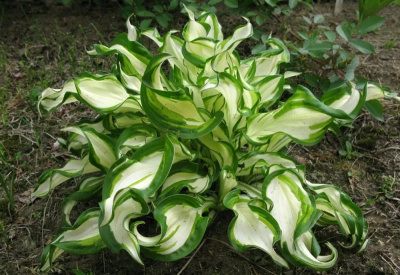 Хоста Ундулата Вариегата / Undulata Mediovariegata