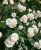 аспирин / aspirin rose аспирин / aspirin rose