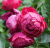 аскот - ascot аскот - ascot