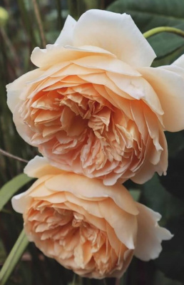 краун принцесса маргарет / crown princess margareta