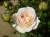 леонс розе / lions rose леонс розе / lions rose