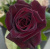 блэк баккара - black baccara блэк баккара - black baccara
