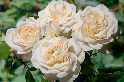 леонс розе / lions rose