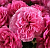 принцесса мейко - princess meiko