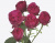 хот пинк лейс – hot pink lace хот пинк лейс – hot pink lace