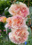абрахам дерби / abraham darby абрахам дерби / abraham darby