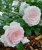 аспирин / aspirin rose аспирин / aspirin rose