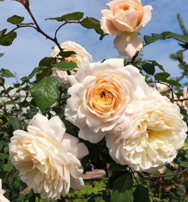 крокус роуз - crocus rose