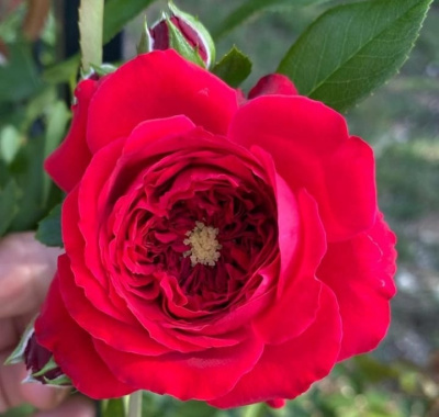 флорентина –  florentina
