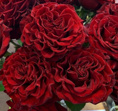 хартс – hearts