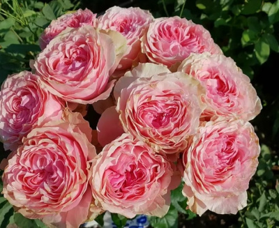 викториан пинк - victorian pink