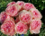 викториан пинк - victorian pink викториан пинк - victorian pink