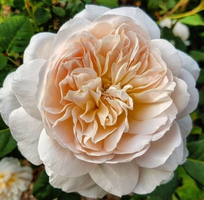 крокус роуз - crocus rose