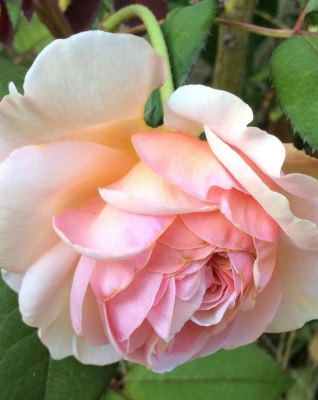 э шропшир лед / a shropshire lad