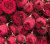 марун – maroon марун – maroon