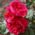 четыре ветра / rose des 4 vents четыре ветра / rose des 4 vents