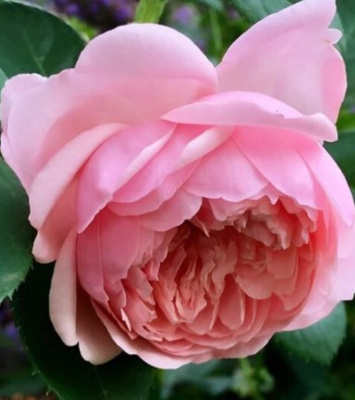 зе алнвик роуз / the alnwick rose