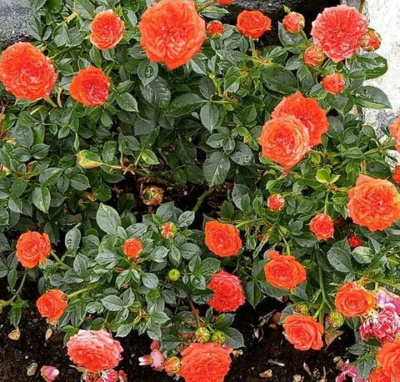 оранж джувел - orange juwel