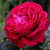 четыре ветра / rose des 4 vents четыре ветра / rose des 4 vents