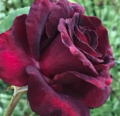 блэк баккара - black baccara