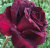 блэк баккара - black baccara блэк баккара - black baccara