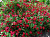 ред каскад / red cascade