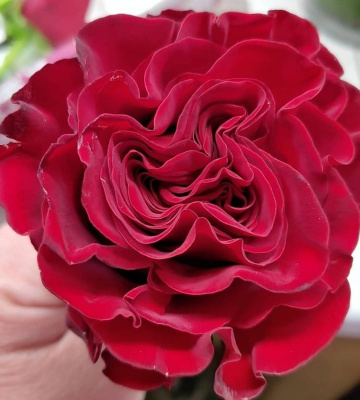 хартс – hearts