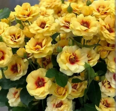 машад – mashad