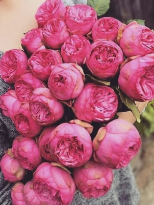 пинк пиано - pink piano
